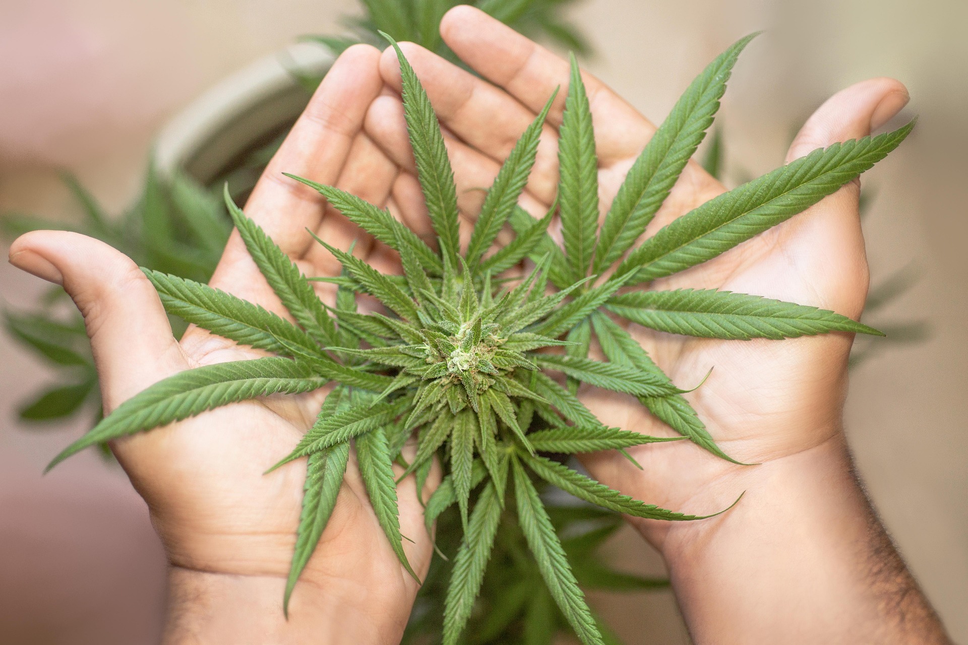 Cannabiskonsum - Jugendliche schtzen!