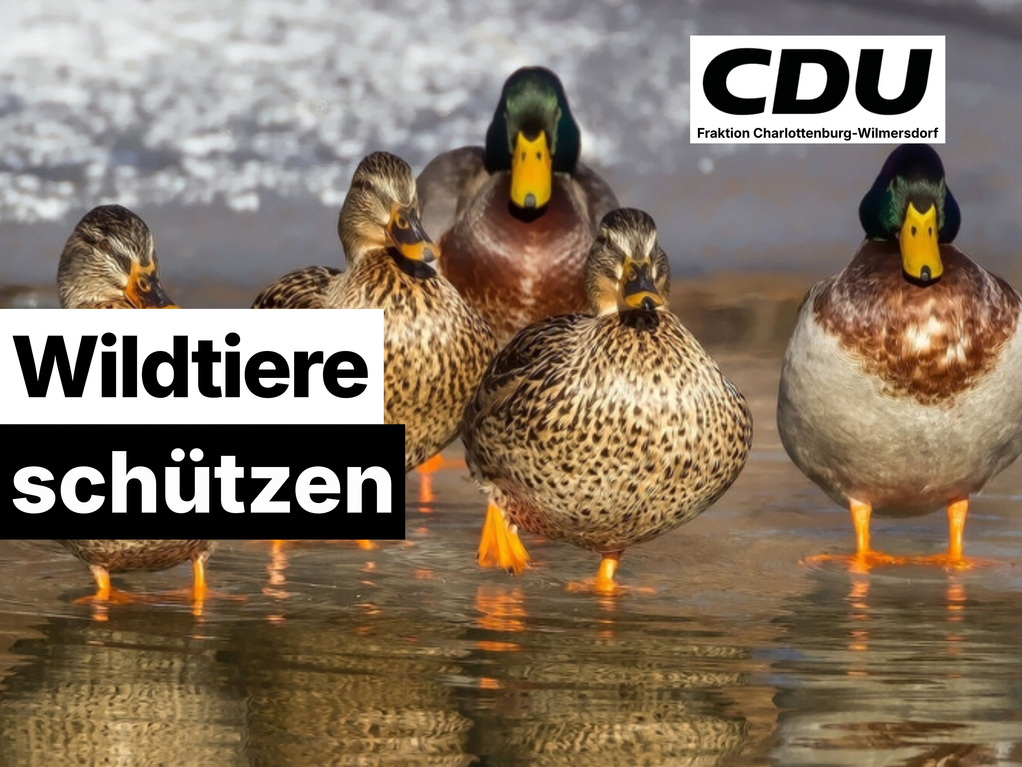 Foto: Enten, Canva Symbolbild