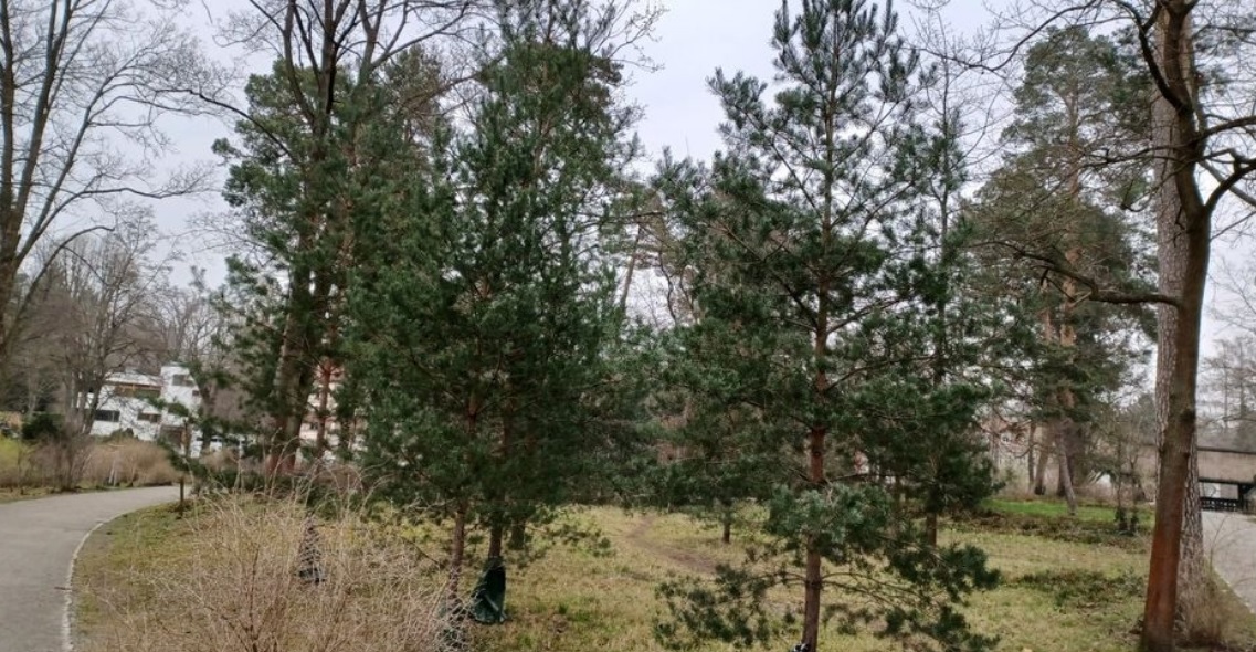 33 neue Bäume für den Messelpark I Bild: BACW